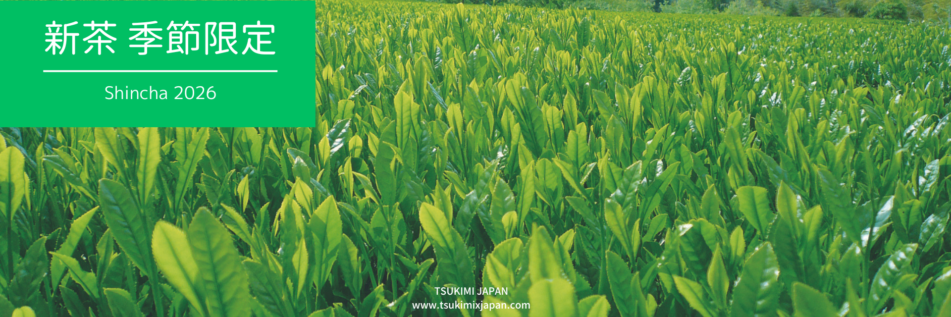 新茶,日本新茶,新抹茶,Shincha,新抹茶,shinmatcha