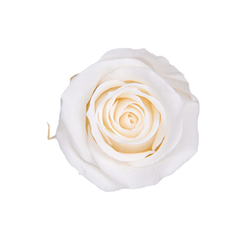 FL070-01 Pearl White｜3.5-4.5公分 8輪｜Florever