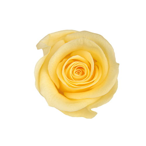 FL070-15 Soft Yellow｜3.5-4.5公分 8輪｜Florever