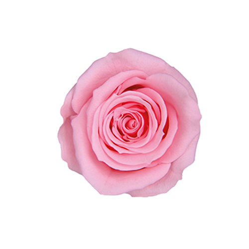 FL070-07 Baby Pink｜3.5-4.5公分 8輪｜Florever