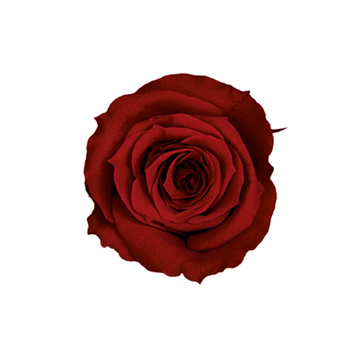 FL070-10 Wine｜3.5-4.5公分 8輪｜Florever
