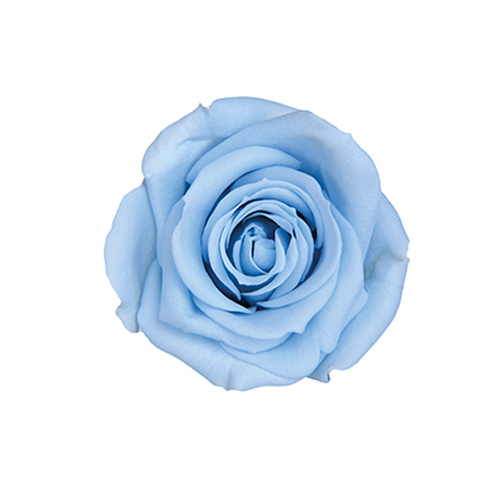 FL070-13 Powder Blue｜3.5-4.5公分 8輪｜Florever