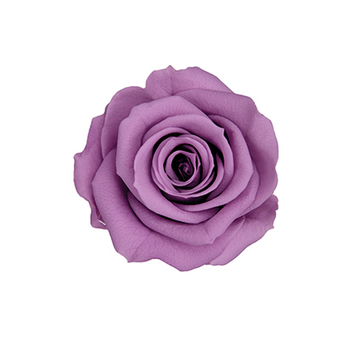 FL070-14 Lavender｜3.5-4.5公分 8輪｜Florever