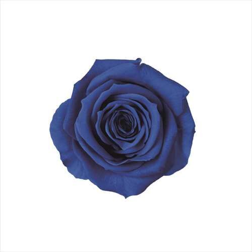 FL070-12 Grand Blue｜3.5-4.5公分 8輪｜Florever