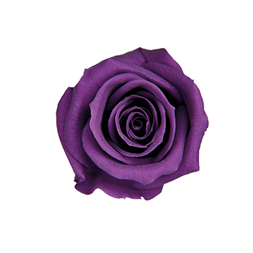 FL070-18 Violet｜3.5-4.5公分 8輪｜Florever