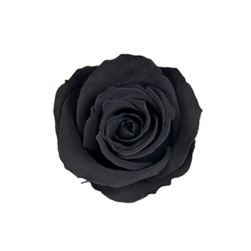 FL070-26 Midnight Black｜3.5-4.5公分 8輪｜Florever