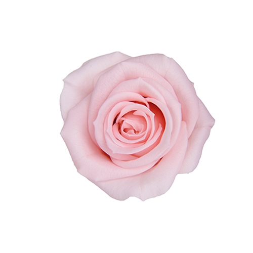 FL070-30 Milky Pink｜3.5-4.5公分 8輪｜Florever