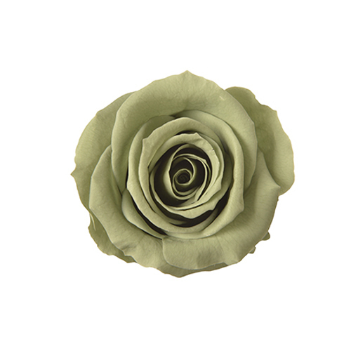 FL070-25 Green Tea｜3.5-4.5公分 8輪｜Florever