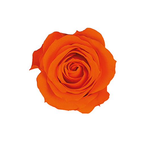FL070-29 Tangerine Orange｜3.5-4.5公分 8輪｜Florever