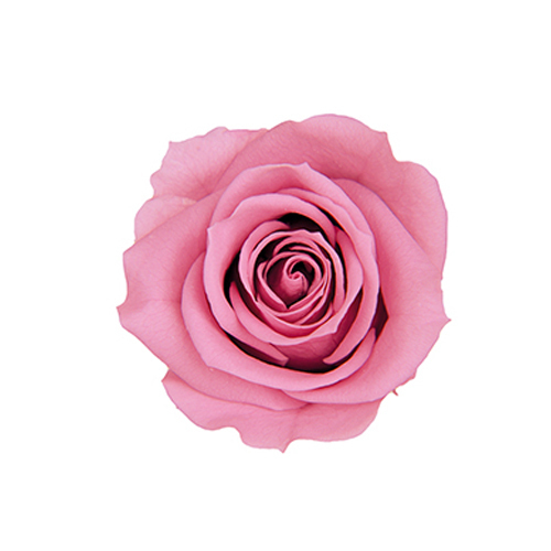 FL070-20 Cherry Blossom｜3.5-4.5公分 8輪｜Florever