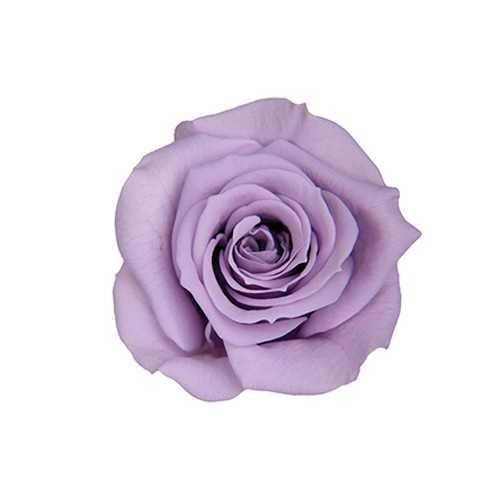 FL070-43 Soft Lilac｜3.5-4.5公分 8輪｜Florever