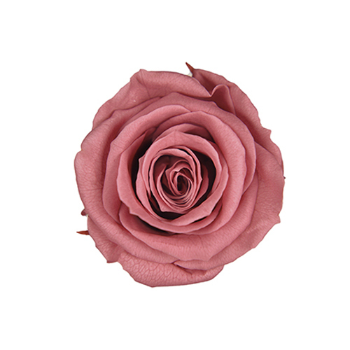 FL070-73 Smoky Pink｜3.5-4.5公分 8輪｜Florever