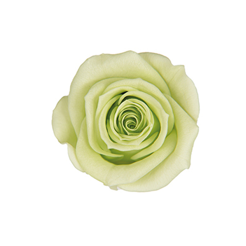 FL070-64 Citrus Green｜3.5-4.5公分 8輪｜Florever