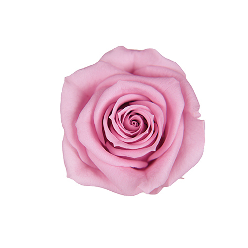 FL070-61 Lavender Pink｜3.5-4.5公分 8輪｜Florever