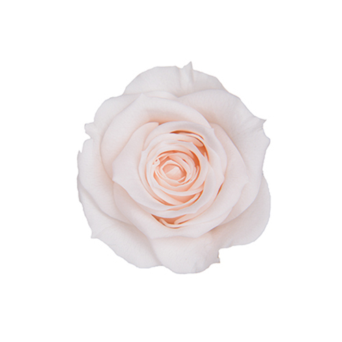 FL070-46 Panna Cotta｜3.5-4.5公分 8輪｜Florever