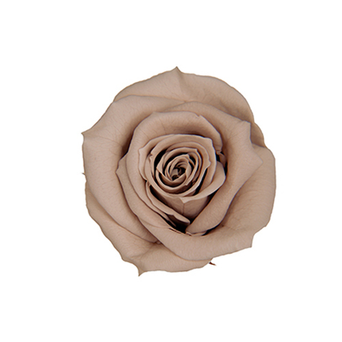 FL070-44 Hazelnut｜3.5-4.5公分 8輪｜Florever