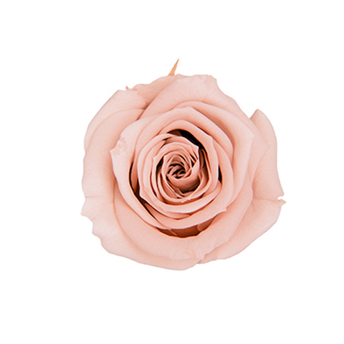 FL070-55 Nude Pink｜3.5-4.5公分 8輪｜Florever