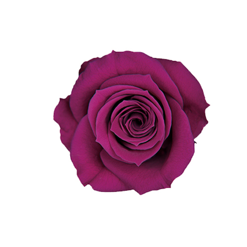 FL070-74 Wild Cherry｜3.5-4.5公分 8輪｜Florever