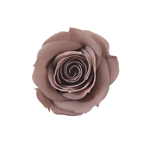 FL070-401 Brown Gray｜3.5-4.5公分 8輪｜Florever