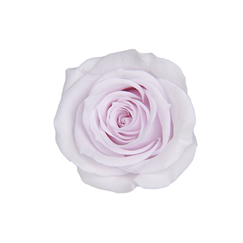 FL070-81 Lavender Fizz｜3.5-4.5公分 8輪｜Florever