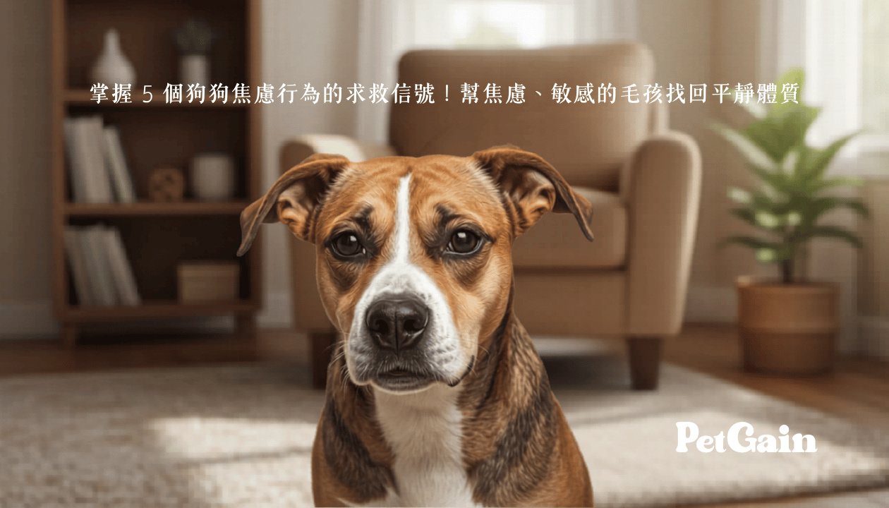 如何掌握 5 個狗狗焦慮行為的求救信號 - PetGain 