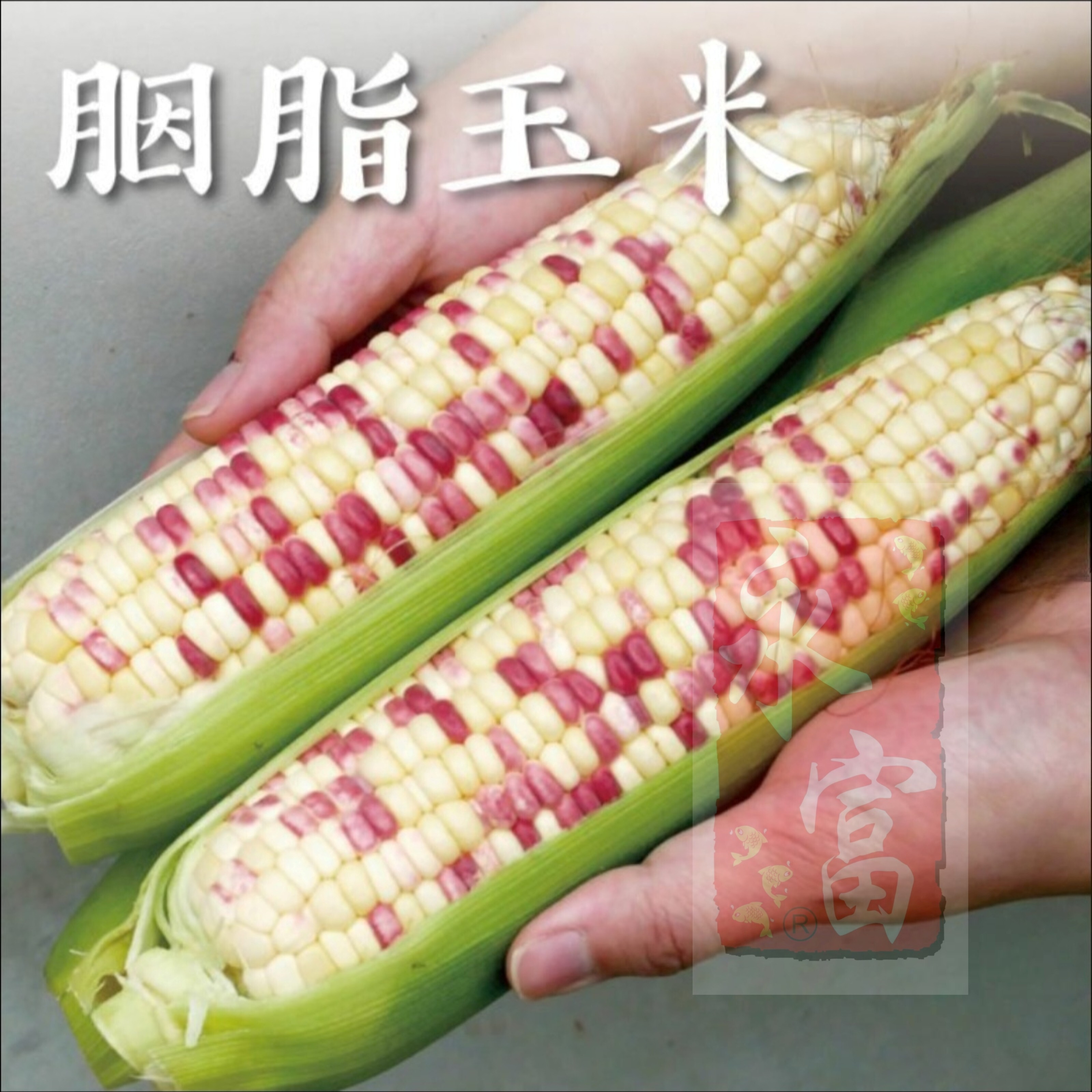 台灣雙色粟米(2個)