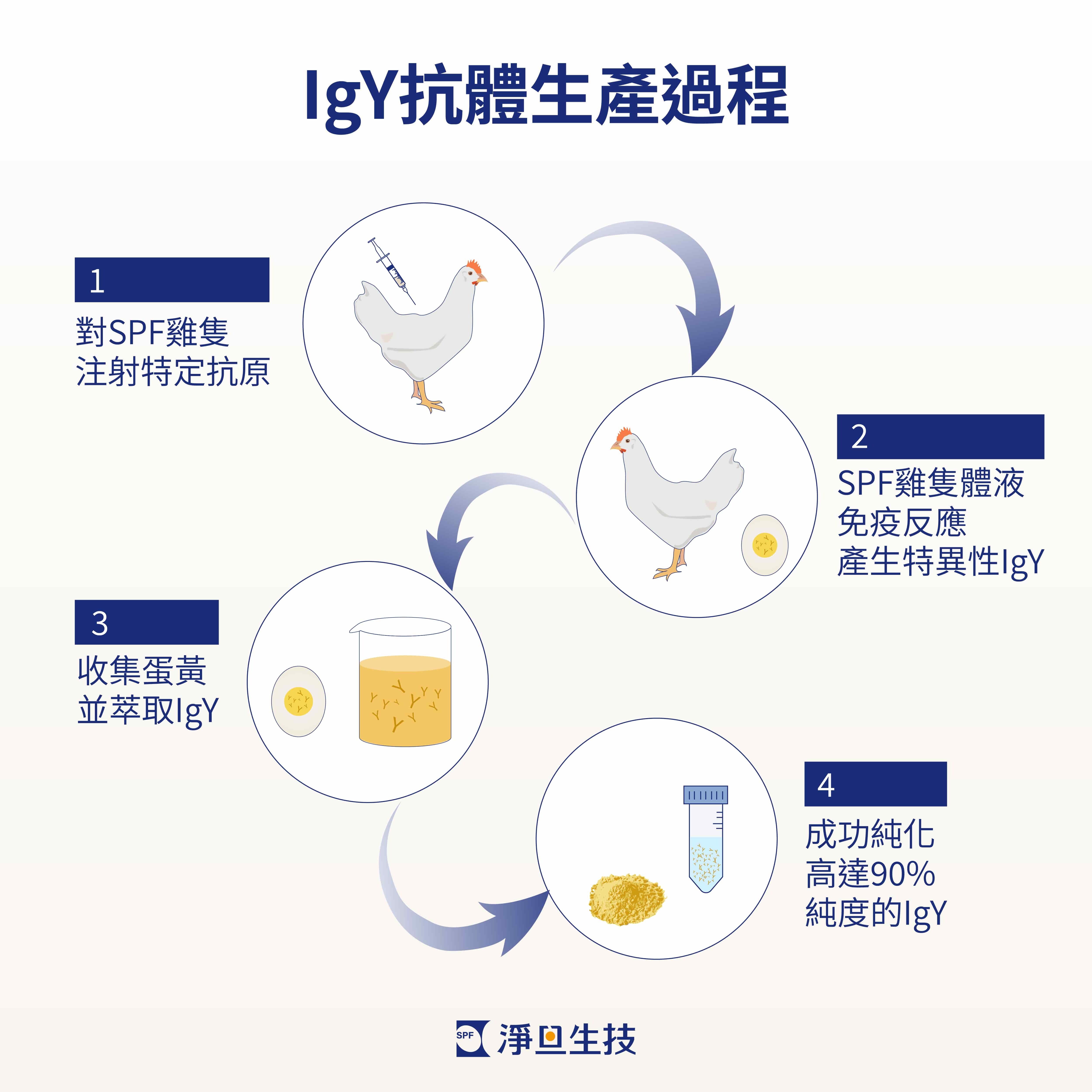 IgY抗體提取流程