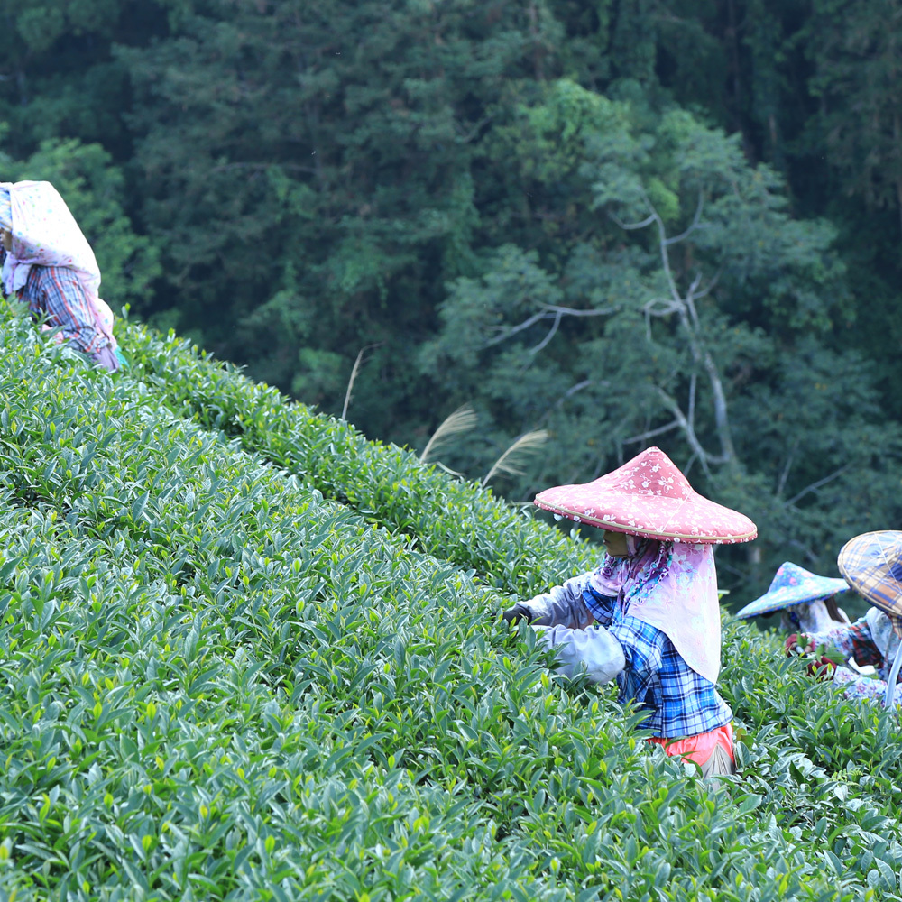 四季春茶文章封面