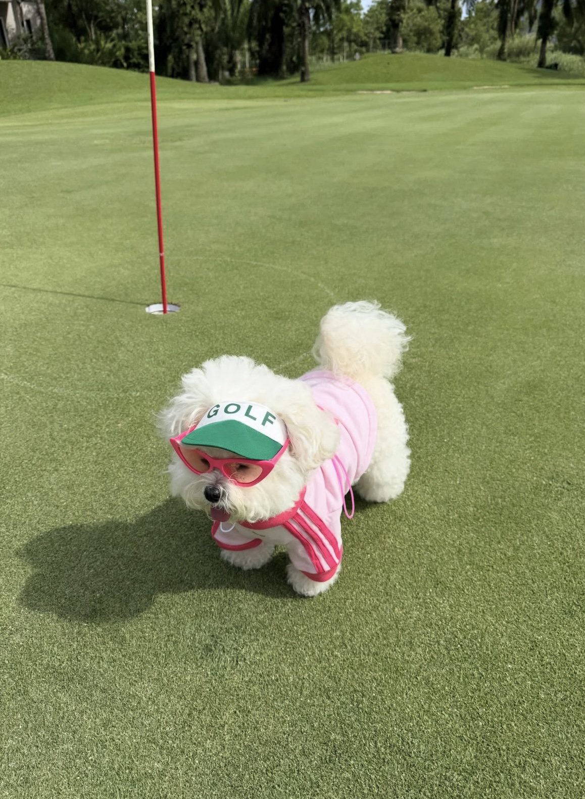 狗狗高爾夫防曬帽⛳️