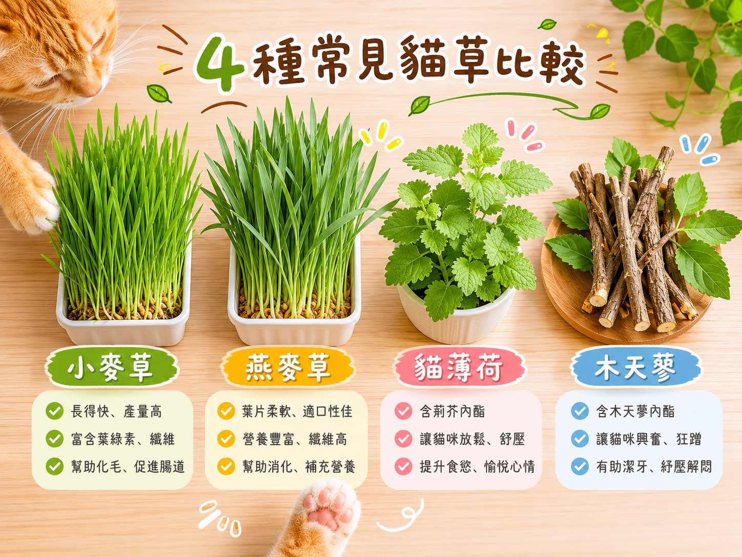 小麥草燕麥草貓薄荷木天蓼四種貓草外觀並排比較