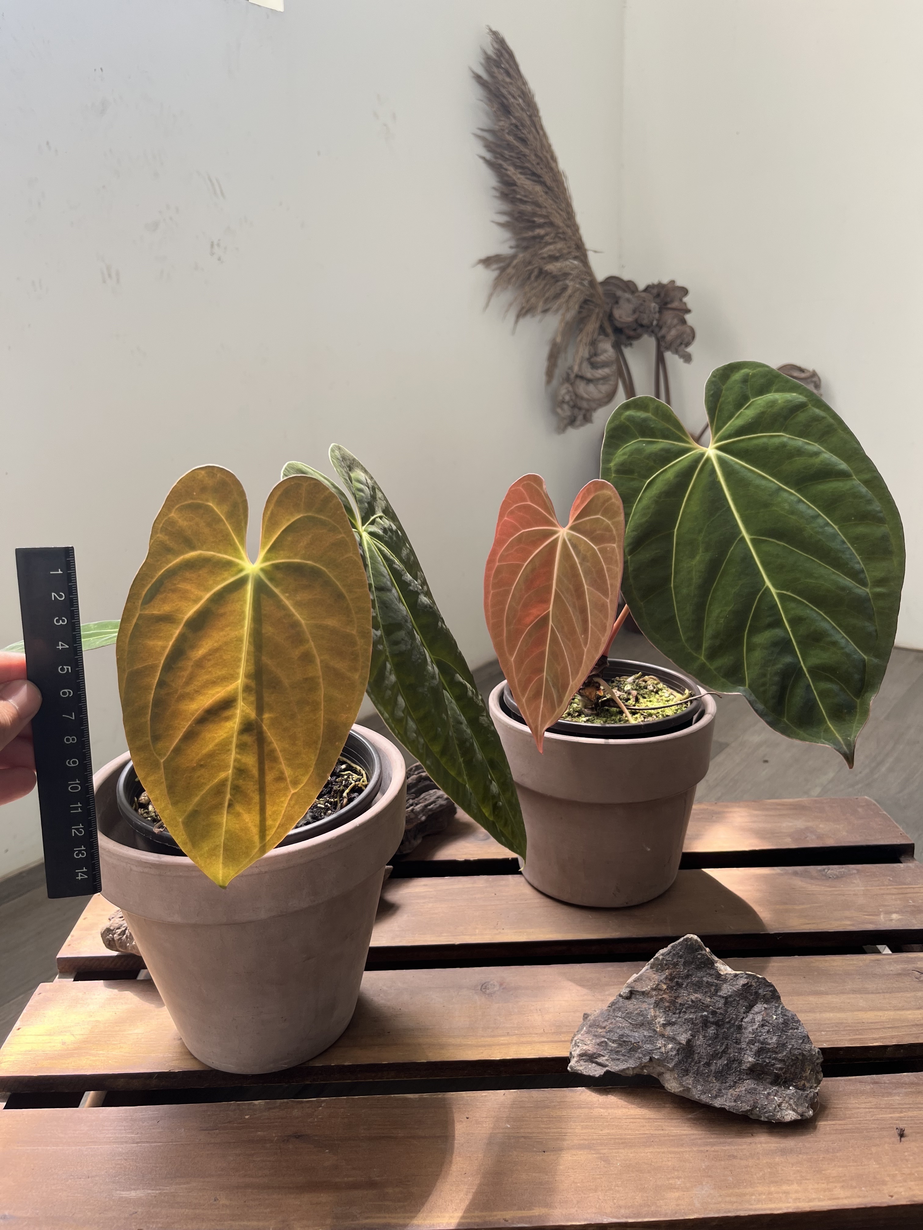 Anthurium papillilaminum X Anthurium AOS green form see