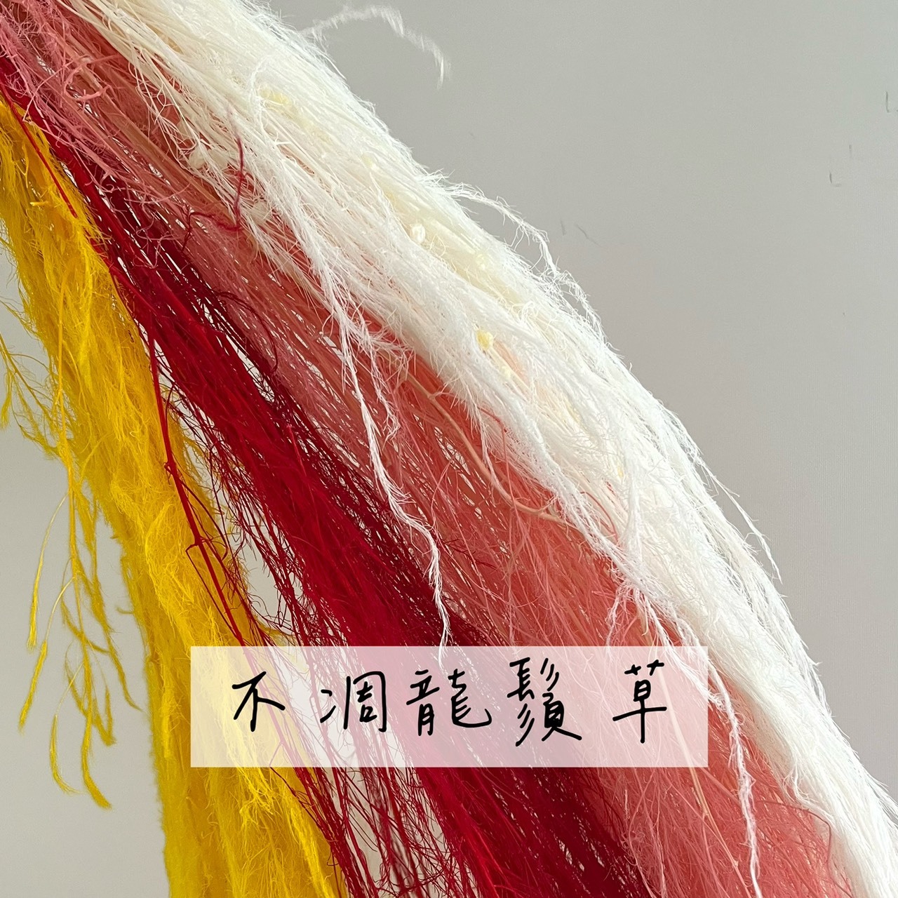 不凋龍鬚草