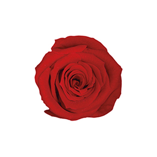 FL050-05 Cherry Red｜2.5-3.5cm 12輪｜Florever