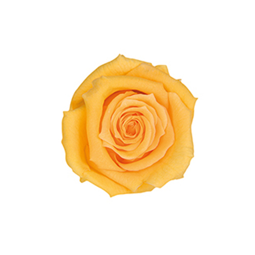 FL050-02 Yellow｜2.5-3.5cm 12輪｜Florever