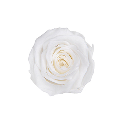 FL050-01 Pearl White｜2.5-3.5cm 12輪｜Florever