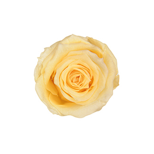 FL050-15 Soft Yellow｜2.5-3.5cm 12輪｜Florever