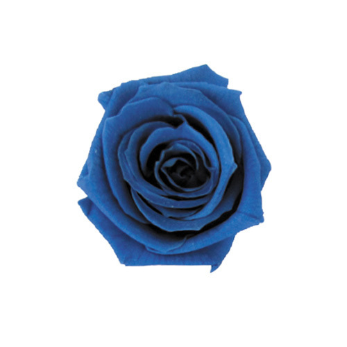FL050-12 Grand Blue｜2.5-3.5cm 12輪｜Florever