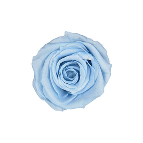 FL050-13 Powder Blue｜2.5-3.5cm 12輪｜Florever