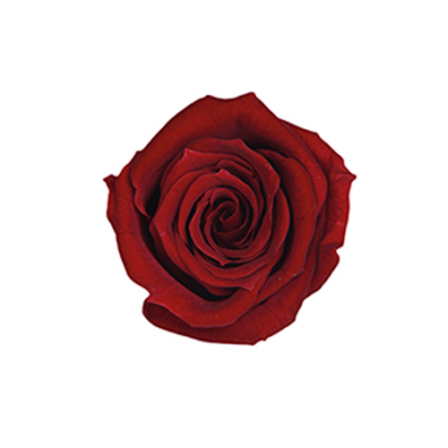 FL050-10 Wine｜2.5-3.5cm 12輪｜Florever