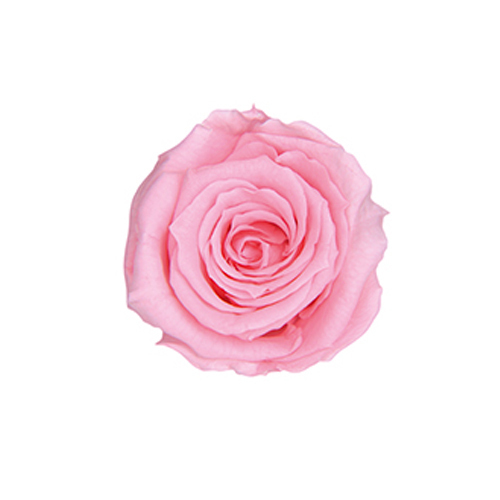 FL050-07 Baby Pink｜2.5-3.5cm 12輪｜Florever