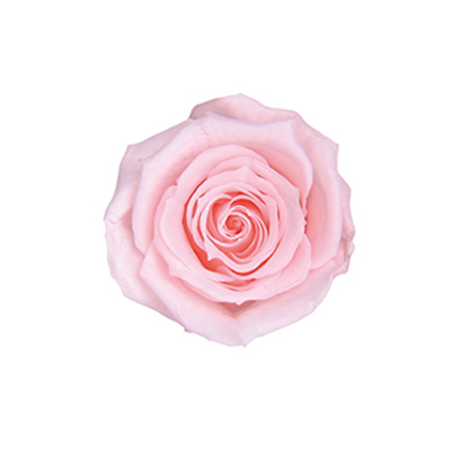 FL050-30 Milky Pink｜2.5-3.5cm 12輪｜Florever