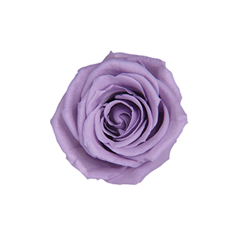 FL050-43 Soft Lilac｜2.5-3.5cm 12輪｜Florever