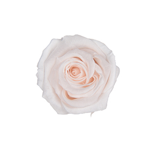 FL050-46 Panna Cotta｜2.5-3.5cm 12輪｜Florever