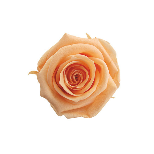 FL050-16 Sherbet Orange｜2.5-3.5cm 12輪｜Florever