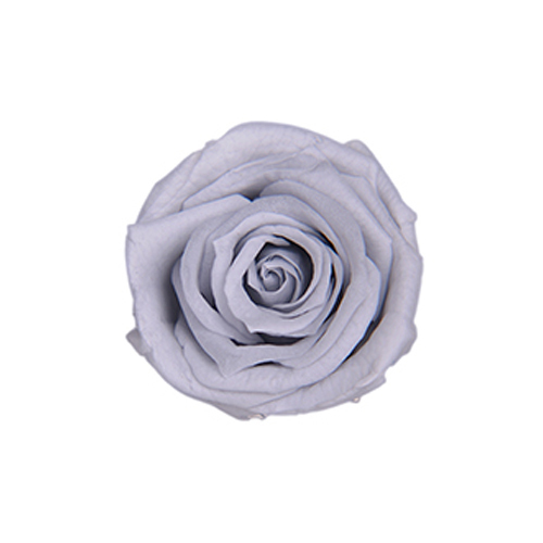 FL050-83 Silky Gray｜2.5-3.5cm 12輪｜Florever
