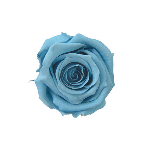 FL050-91 Horizon Blue｜2.5-3.5cm 12輪｜Florever