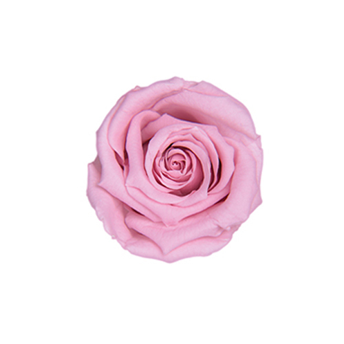 FL050-61 Lavender Pink｜2.5-3.5cm 12輪｜Florever
