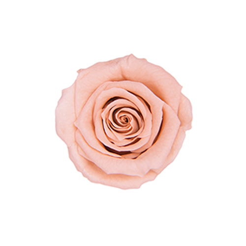 FL050-55 Nude Pink｜2.5-3.5cm 12輪｜Florever