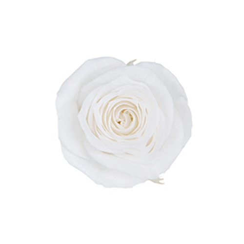 FL041-01 Pearl White｜2-3cm 18輪｜Florever