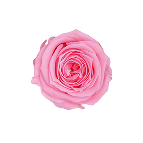 FL041-07 Baby Pink｜2-3cm 18輪｜Florever